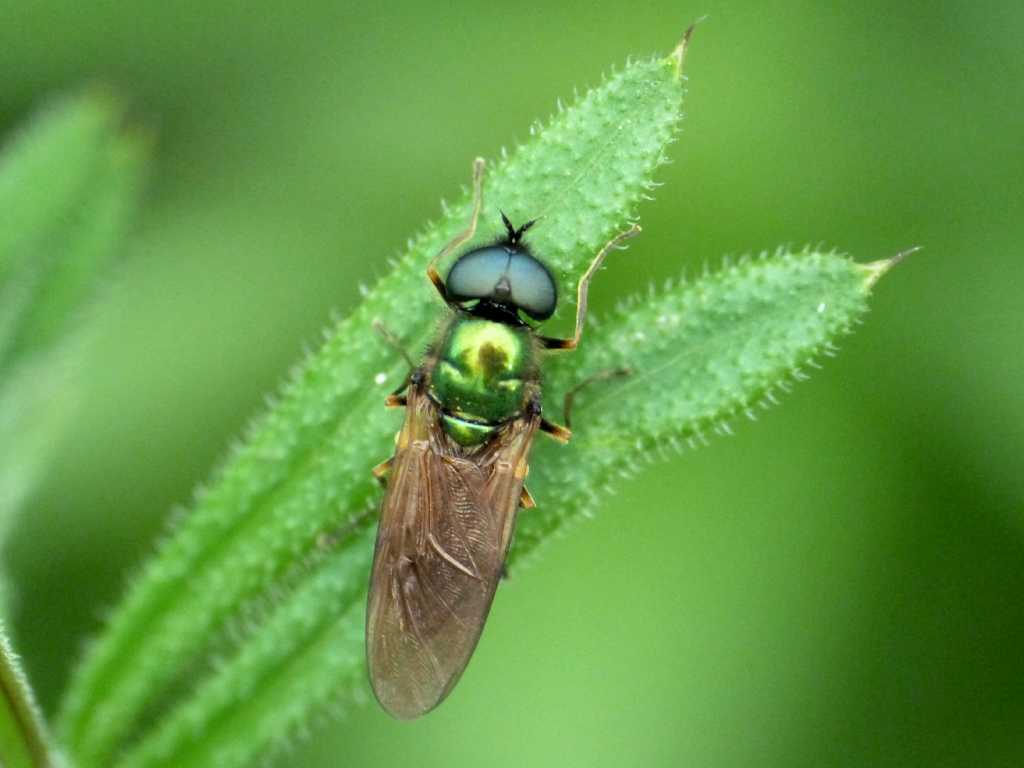 Chloromia formosa maschio e femmina